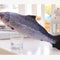 Peixe de Pelúcia com Catnip e Zíper - Loja Flash